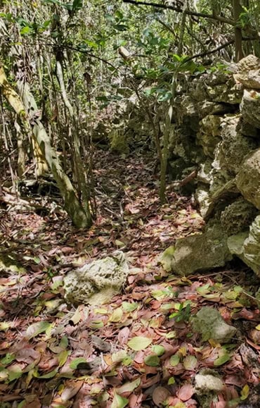 Hike Tropical Forests